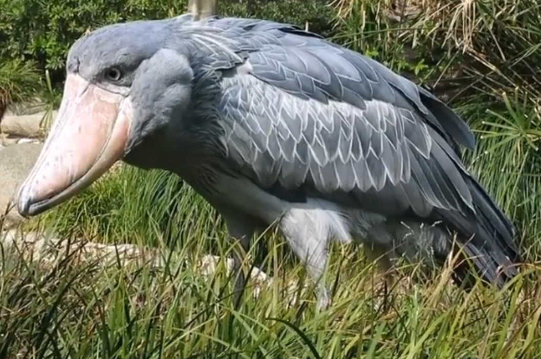 鯨鳥冬季購物熱，轉(zhuǎn)運隔岸送溫暖_鯨鳥冬季購物熱，轉(zhuǎn)運隔岸送溫暖_