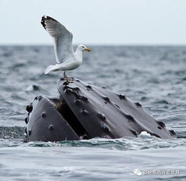 鯨鳥冬季購物熱，轉(zhuǎn)運隔岸送溫暖__鯨鳥冬季購物熱，轉(zhuǎn)運隔岸送溫暖